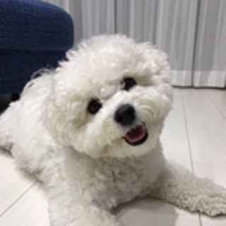 kotomi