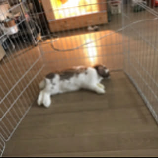 maro