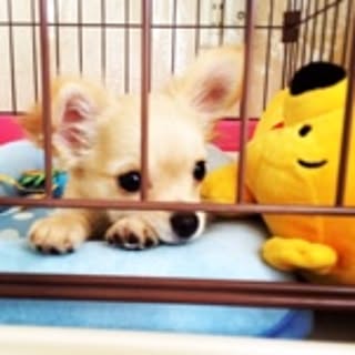 Kota