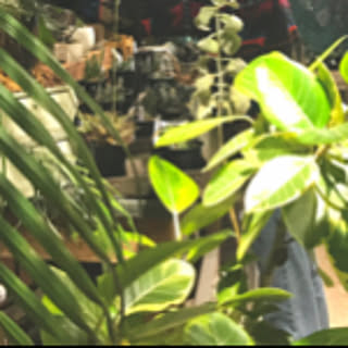jungleAthome