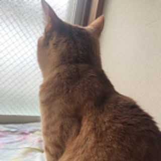 ayako