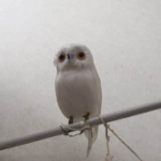 hima