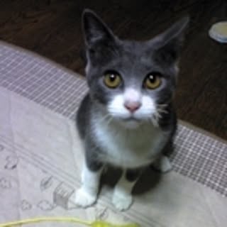 ki_tan