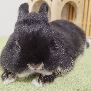 omochi