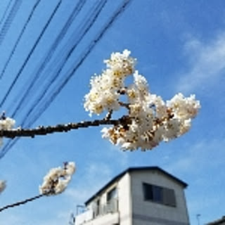 polmom