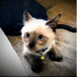 yasu
