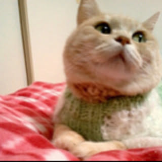 Yotsuba_clover