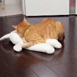 tamako