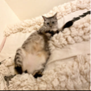 2cats