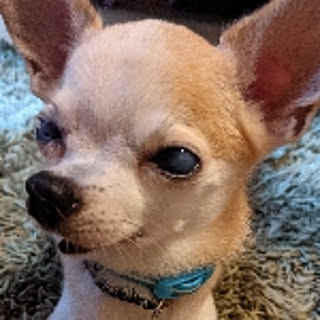 Puku