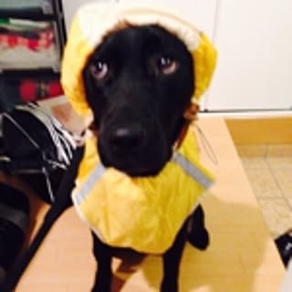 akihiko