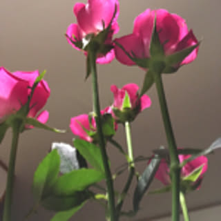 ma