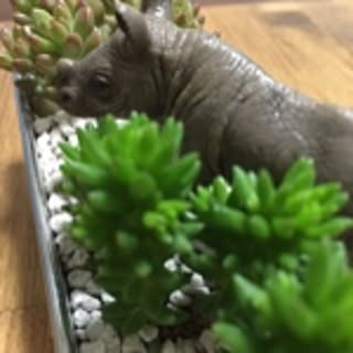 coco