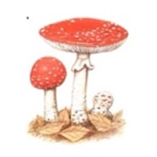 amanita_labo