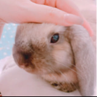 mashiro