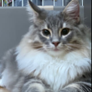 nyanko