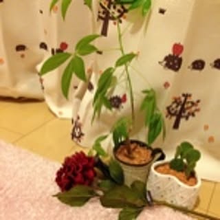 emi