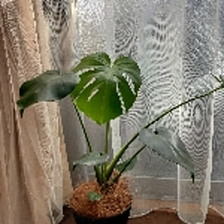 rie