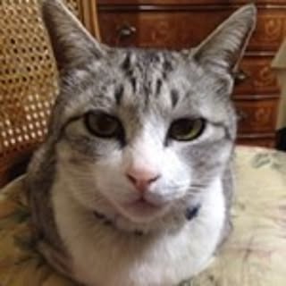 Ryo