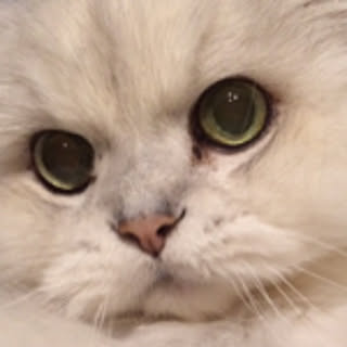 nekoi