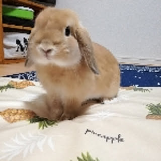 mi9ro