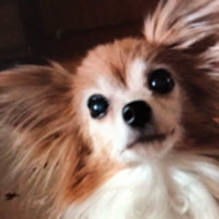 chii