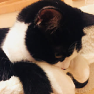 amopippi
