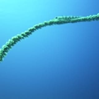 mocchi