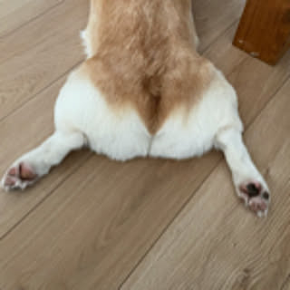 corgi-max