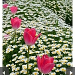 sunnylavender