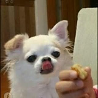 ebi