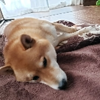 haru