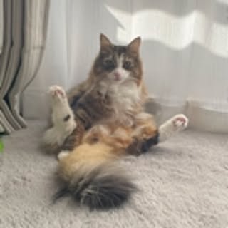 s_cat