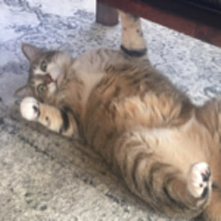 kiu