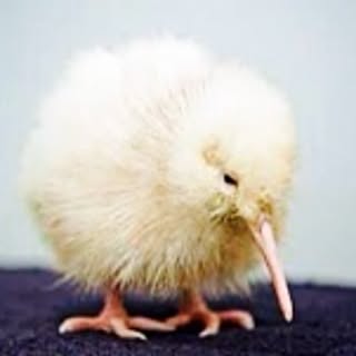 kiwi