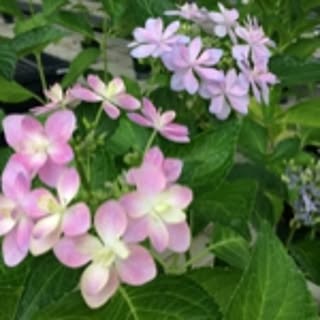 summer_lily_03