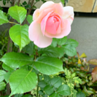 sachi_kima