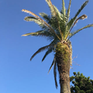 akaloco