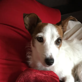 lily-0715