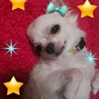 GenChicchi