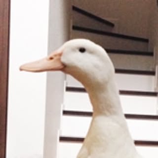 piko