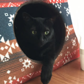 pidamu