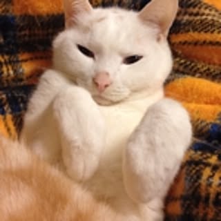 Minako