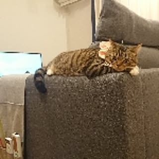 mochico