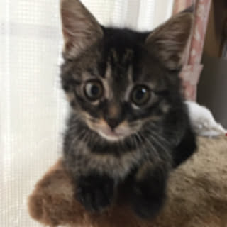 social.kuma
