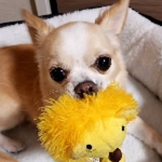 mocamama