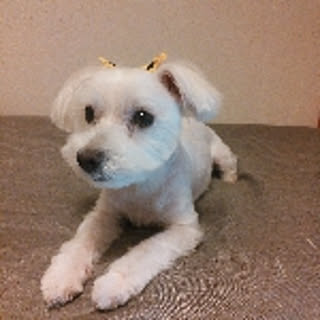 5656ayu