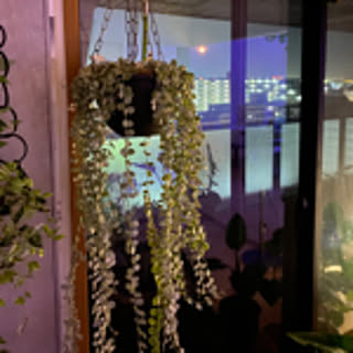 ficus