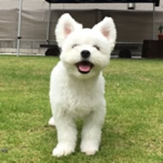 nori