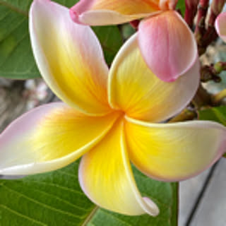 TOKISMAMA